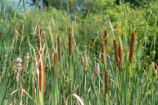 cattails (typha) in a wetlands area of the park