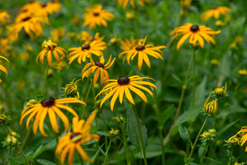 still garden bed with yellow flowers and a defocused foliage ground