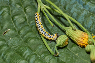 The butterfly caterpillar (lat. Cucullia lactucae) feeds on the buds of the thistle inflorescences.
