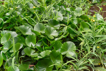 aquatic plants (mostly lily pads) in an outdoor garden