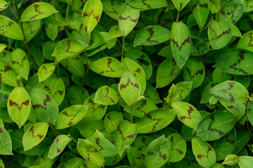 field of persicaria virginiana (painter's palette)