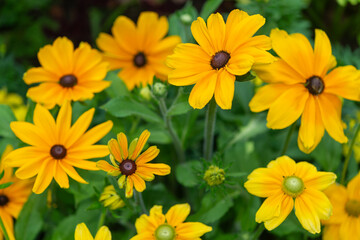 rudbeckia flowers in summer