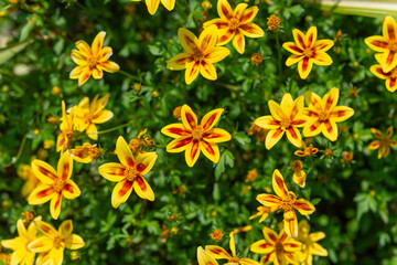 colorful bidens star shaped blossoms in a flower garden