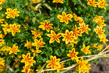 close-up of stellar bidens in full sunlight