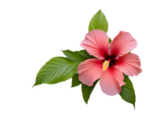 Hibiscus flower isolated