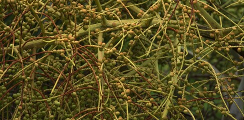 Natural texture background. Golden cane palm fruits.