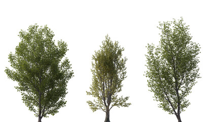 Set of Populus tomentosa and Populus nigra (the black poplar) frontal set trees isolated png on a transparent background perfectly cutout