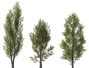 Set of Populus tomentosa and Populus nigra (the black poplar) frontal set trees isolated png on a transparent background perfectly cutout