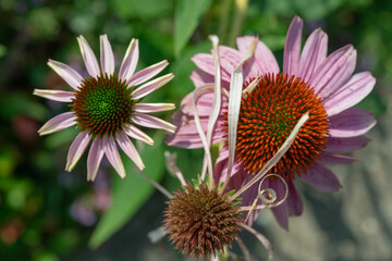 close-up of echinacea blossoms on a defocused foliage background
