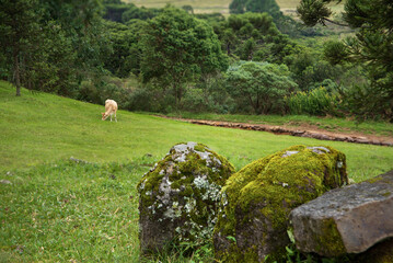 Natural farming landscape. Rural scene with cow grazing.