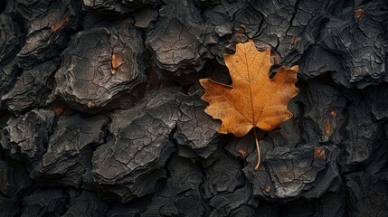 Dry leaf resting on rough bark surface in autumn