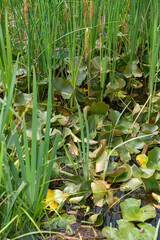 wildlife on lily pads and reeds in a marshy pond at the park