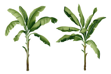 banana tree banana leaves plant isolated hand drawn on transparent background Jungle Tropicana Tropicana Summer forest