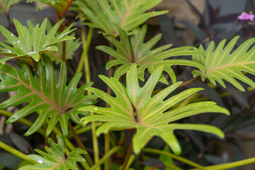 close-up of philodendron or thaumatophyllum plant 