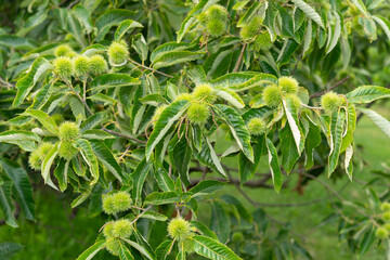 sweet chestnut (Castanea sativa) with prickly seed casings (cupules)