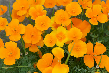 floral wallpaper featuring Eschscholzia californica (California poppy, golden poppy, sunlight, cup...