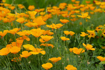 field of Eschscholzia californica (California poppy, golden poppy, sunlight, cup of gold) flowering plants (papveraceae)