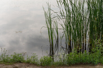 very edge of a path by a pond with reeds in water on an overcast day in summer (with space for copy)