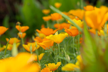 close-up profile view of Eschscholzia californica (California poppy, golden poppy, sunlight, cup of gold) flowering plants (papveraceae)