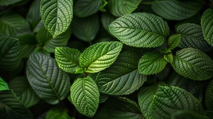 Close up of fresh green leaves showcasing natural leaf patterns