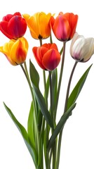 Fototapeta premium Colorful Tulips on White Background
