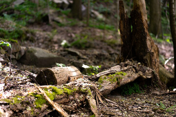 Obraz premium stump in the woods