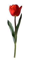 Obraz premium [Transparent Background PNG]Red Tulip on White Background