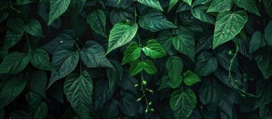 Fototapeta premium Jungle bush of three-leaved wild vine cayratia