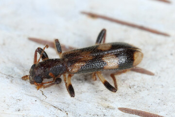 Chequered beetle (Opilo mollis). Rarely observed predatory beetle of the family Cleridae.