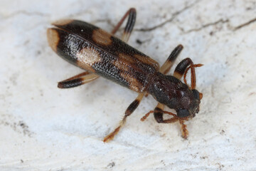 Chequered beetle (Opilo mollis). Rarely observed predatory beetle of the family Cleridae.