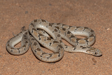 Rhombic egg eater (Dasypeltis scabra), also known as a common egg eater, or egg-eating snake, in the wild during a warm summer evening