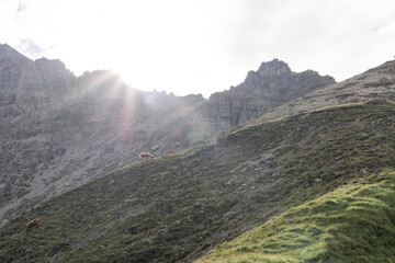sunlight in the Alps with sheep in landscape