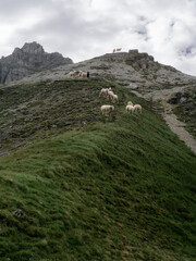 sheep on a mountain in the Alps 