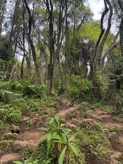 forest in the mountains