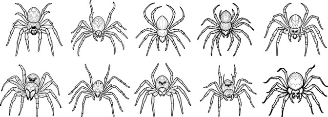 Wolf Spider coloring page and outline vector design