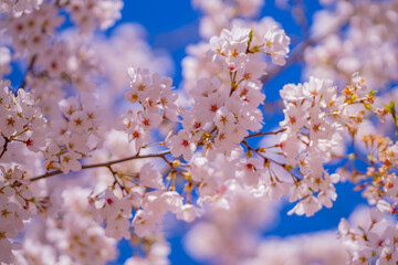 Spring blossom background. Blossoming tree branch with white flowers.