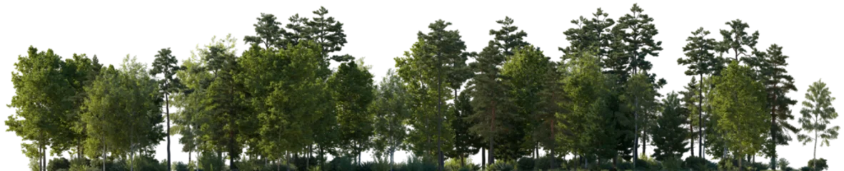 Fototapete Frontal view Forest mixed trees (birch, sycamore platanus, spruce, pine, maple and other) isolated png on a transparent background premium cutout day lighting © Roman