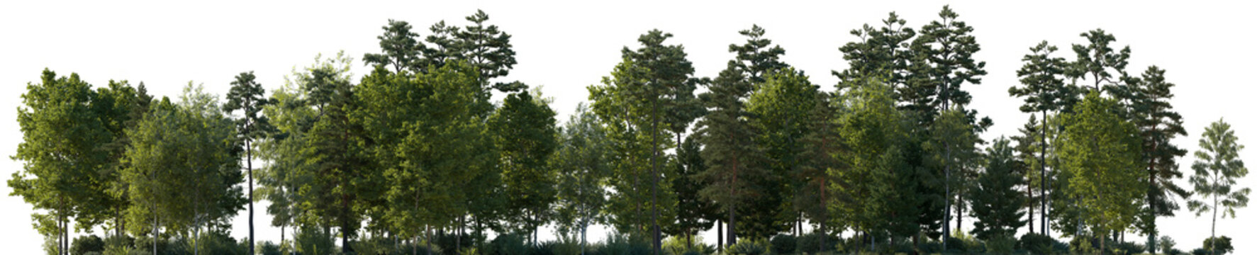 Fototapeta Frontal view Forest mixed trees (birch, sycamore platanus, spruce, pine, maple and other) isolated png on a transparent background premium cutout day lighting