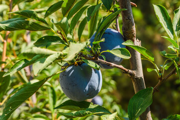 Close up of the plums ripe on branch.