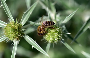 Biene auf einer Feld-Mannstreu-Blüte
