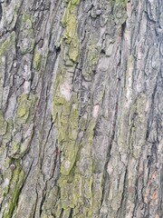 minimalistic background, wood bark close up photography in Strausberg / Brandenburg / Germany, 