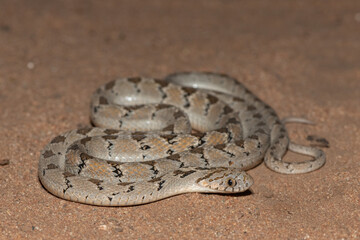 Rhombic egg eater (Dasypeltis scabra), also known as a common egg eater, or egg-eating snake, in the wild during a warm summer evening