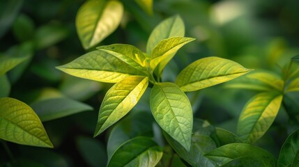 Fototapeta premium Foliage glowing in soft light at midday in a lush garden