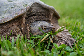 Snapping Turtle Eating Grass