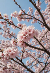 Obraz premium A cherry blossom tree at peak bloom. 