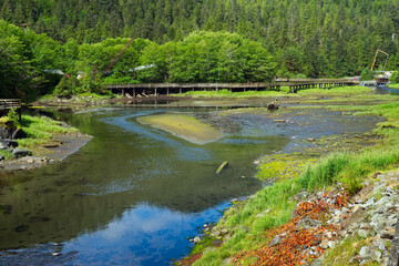 A nature reserve at Herring Cove near Ketchikan, Alaska, is a favored spot for bald eagles hunting for herring and salmon in the stream