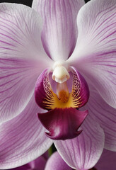  A close-up of an orchid petal. 