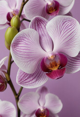 Obraz premium A close-up of an orchid petal. 