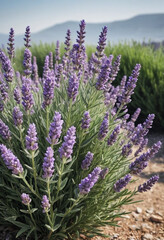 Fototapeta premium A blooming lavender bush. 