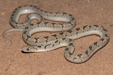 Obraz premium Rhombic egg eater (Dasypeltis scabra), also known as a common egg eater, or egg-eating snake, in the wild during a warm summer evening